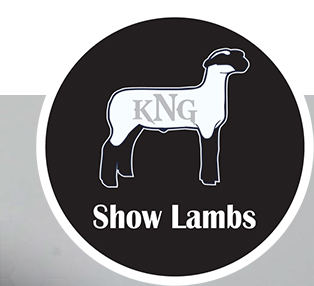 KNG Show Lambs