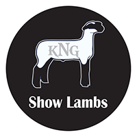 KNG Show Lambs