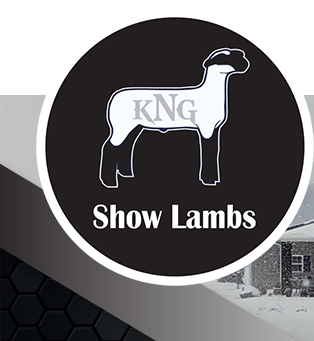 KNG Show Lambs