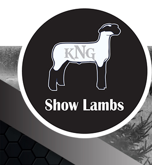 KNG Show Lambs